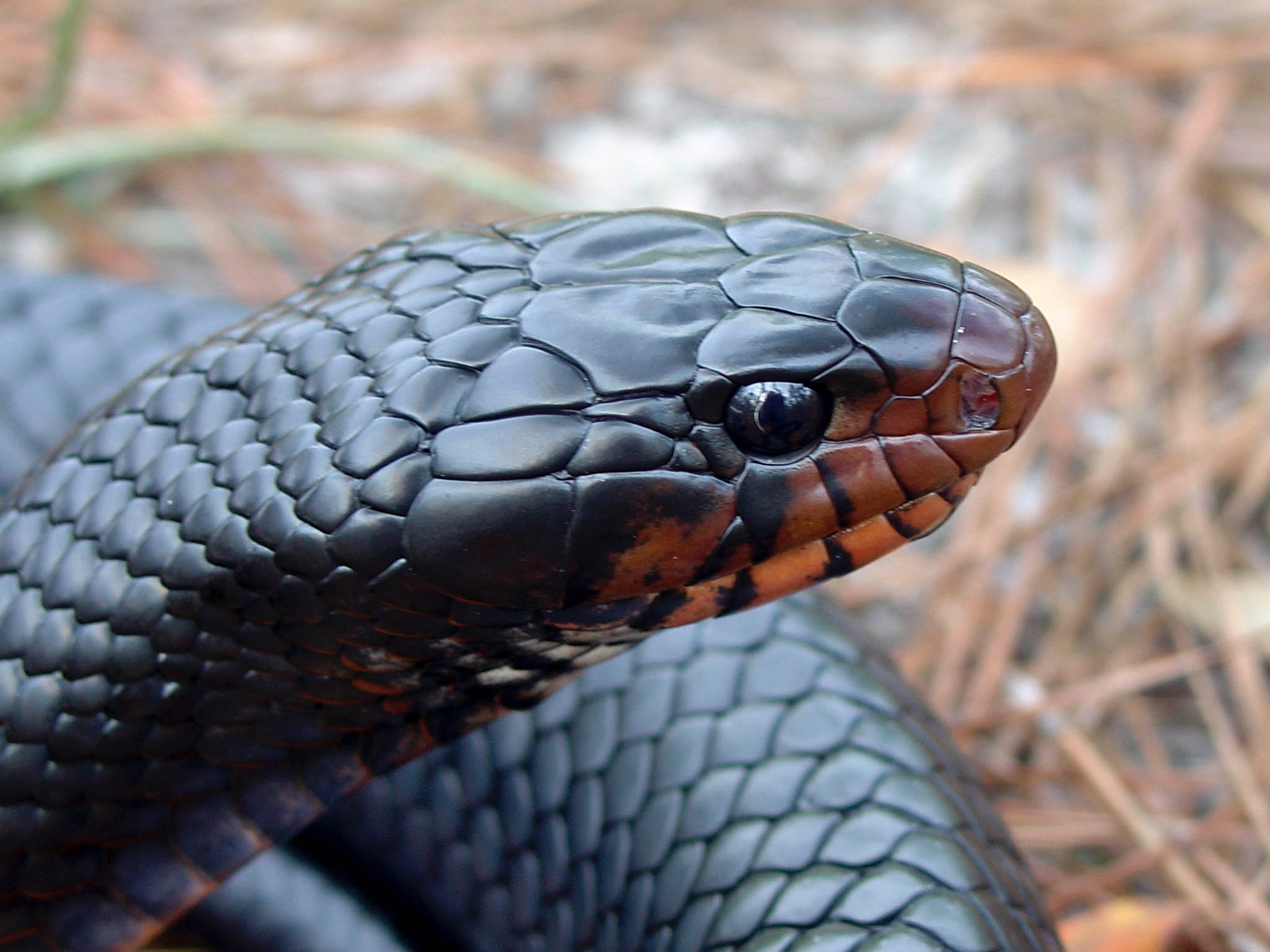 Stevenson et al. 2009